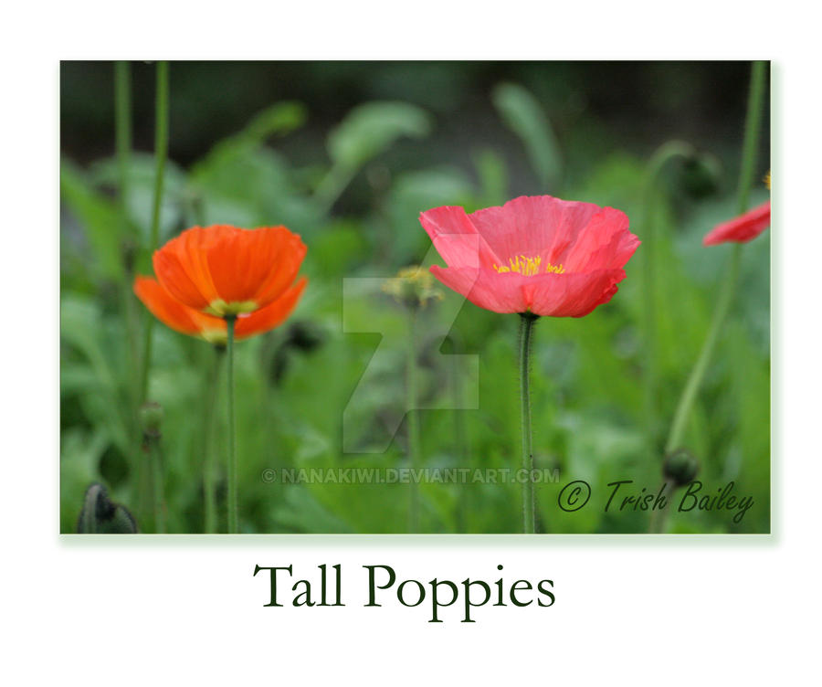 Tall poppies by Nanakiwi on DeviantArt