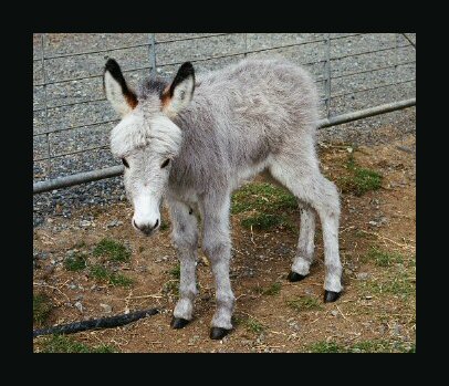 baby donkey