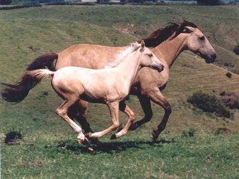 Huia and foal