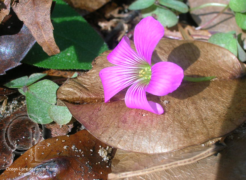 Veined Beauty