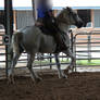 Working Percheron Stock