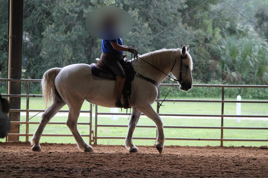 Working Percheron Stock 11