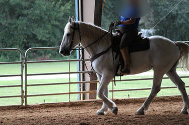 Working Percheron Stock 8