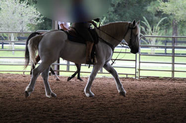 Working Percheron Stock 5