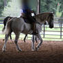 Working Percheron Stock 3