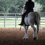 Working Percheron Stock 1