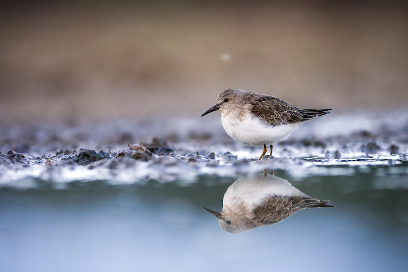 Temminck's Stint