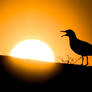 Herring Gull