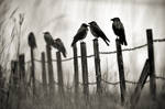 Crows by sampok