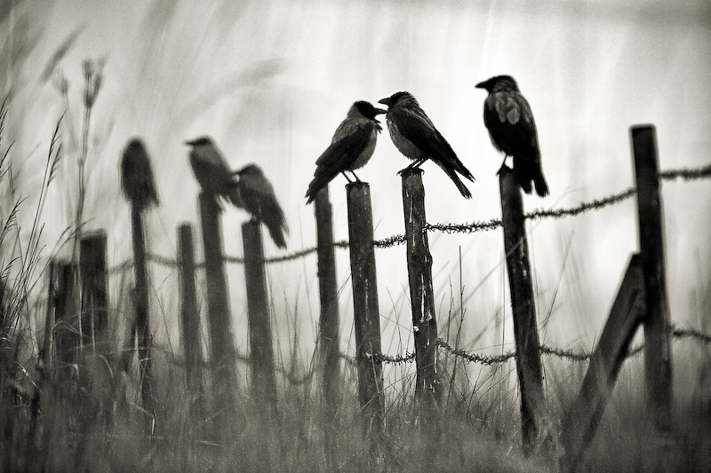 Crows