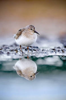 Temminck's Stint II