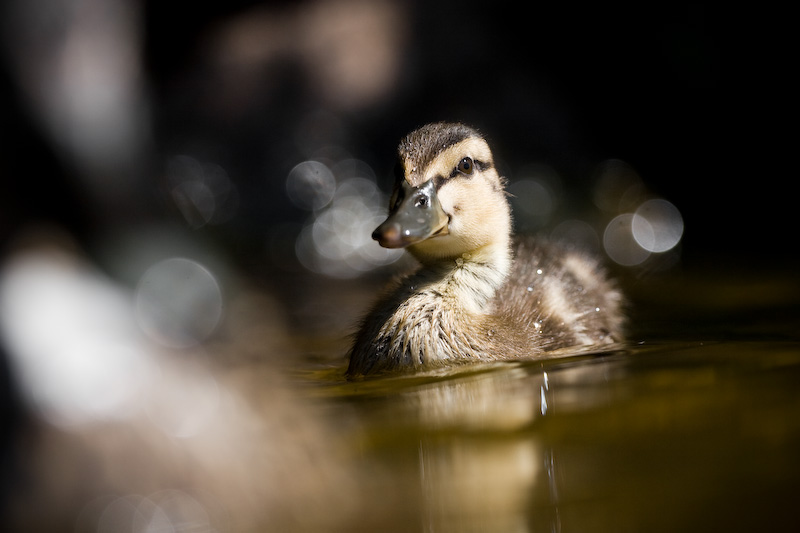 Mallard