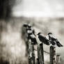 Crows II