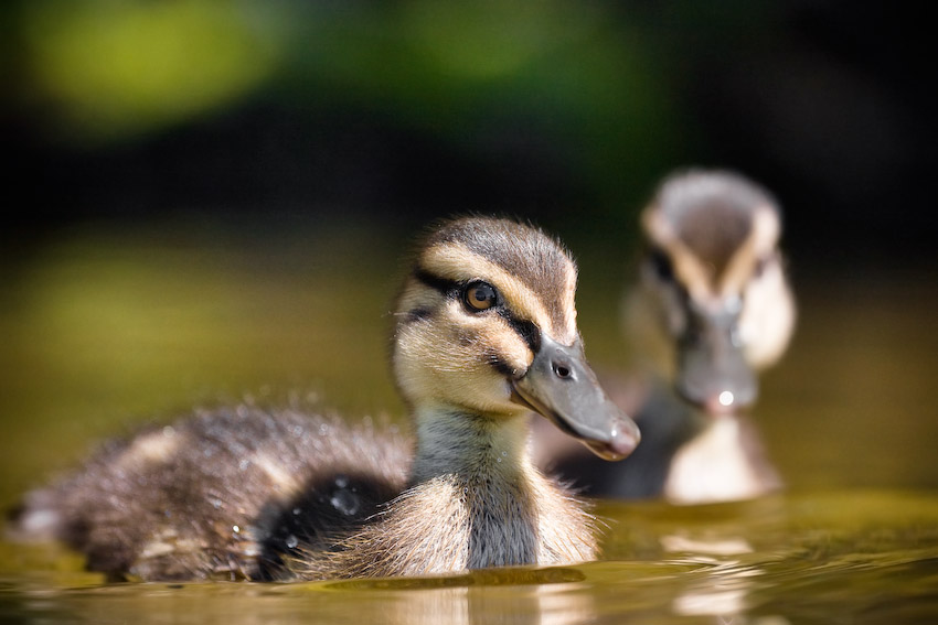 Mallard III