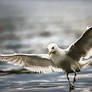 Larus canus