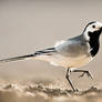 White Wagtail