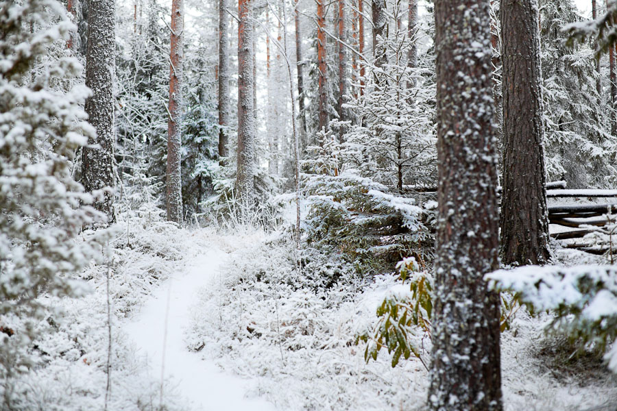 Snowy Forest