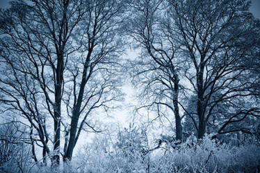 Frosty trees
