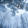 Frosty forest