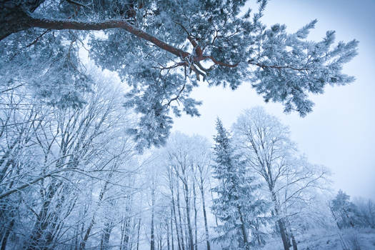 Frosty forest