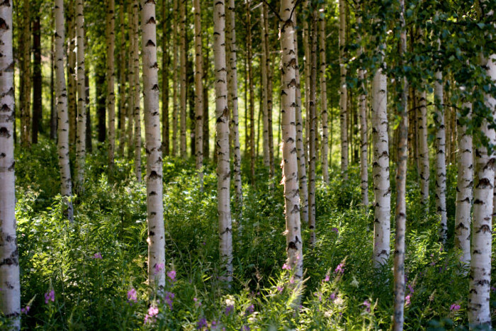 Birch forest