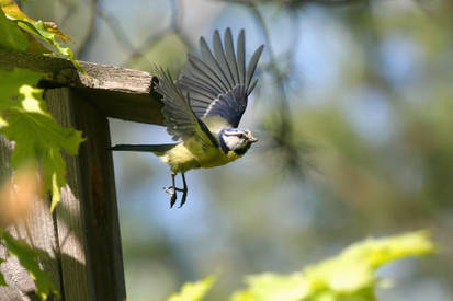 Blue Tit