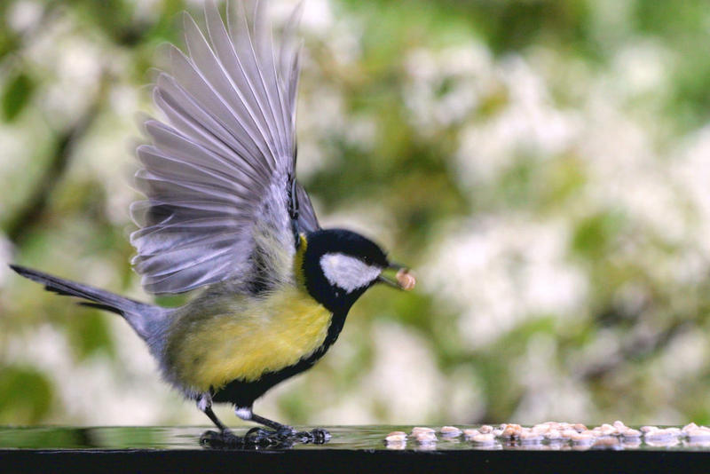 Great Tit