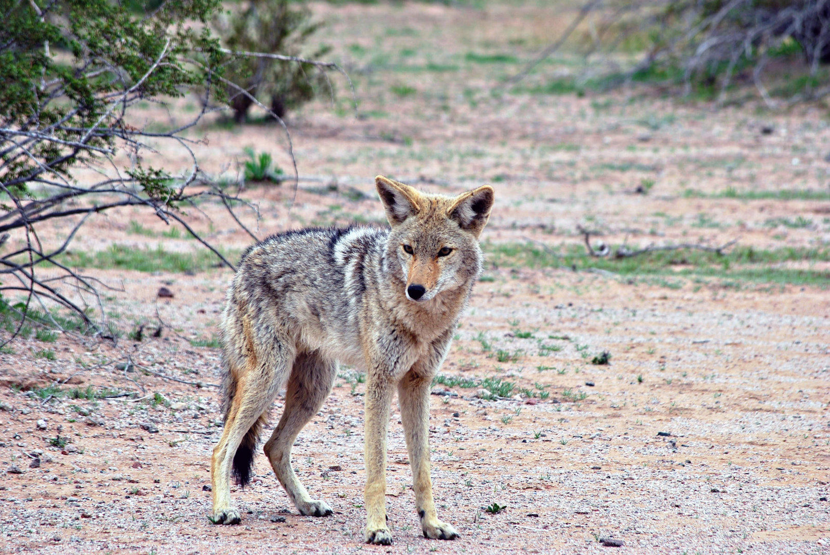 Posing Coyote