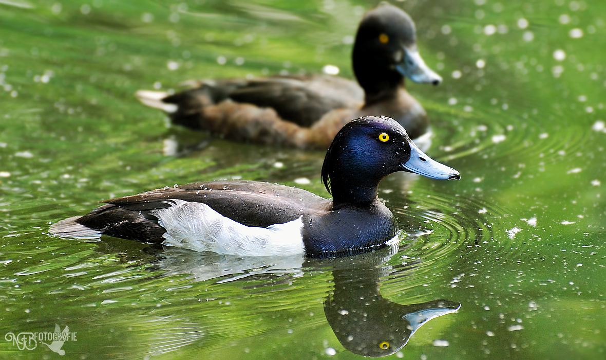 Spotlight - NFB-Fotografie by Egil21 on DeviantArt