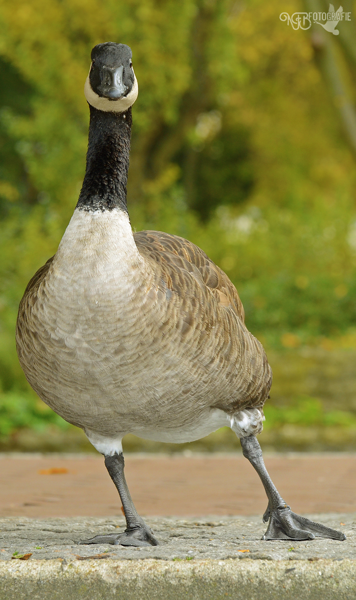 Spotlight - NFB-Fotografie by Egil21 on DeviantArt