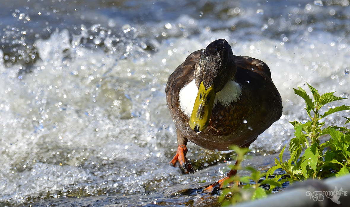 Spotlight - NFB-Fotografie by Egil21 on DeviantArt