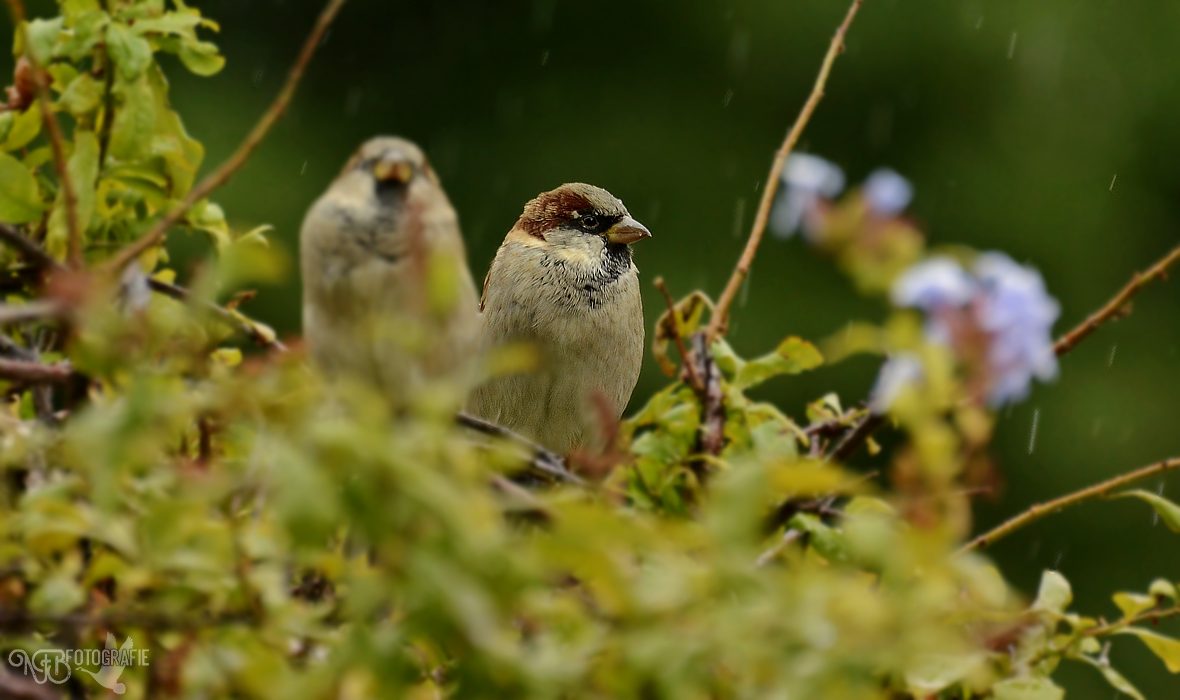 Spotlight - NFB-Fotografie by Egil21 on DeviantArt