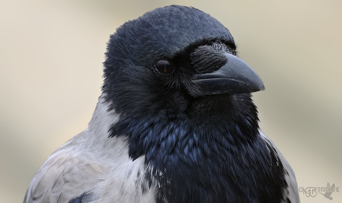 Not just black by NFB-Fotografie on DeviantArt