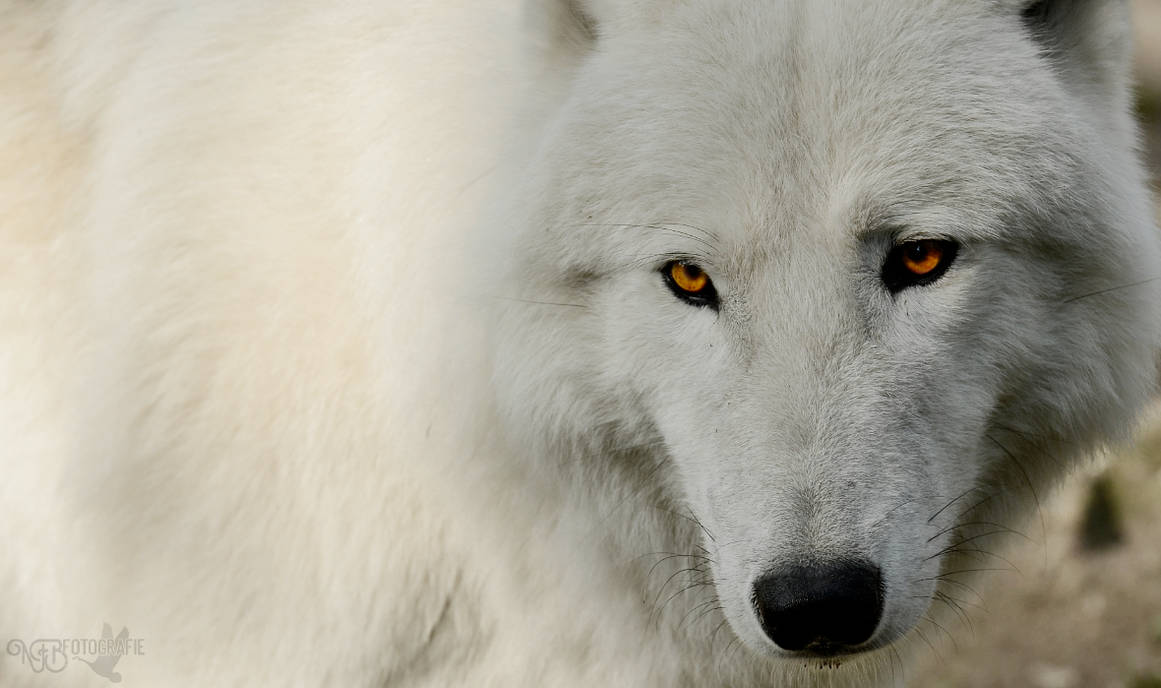 Ghost of the north by NFB-Fotografie on DeviantArt