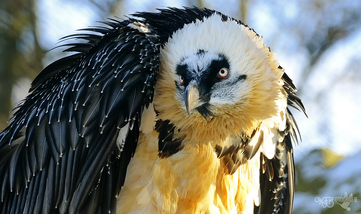 Spotlight - NFB-Fotografie by Egil21 on DeviantArt