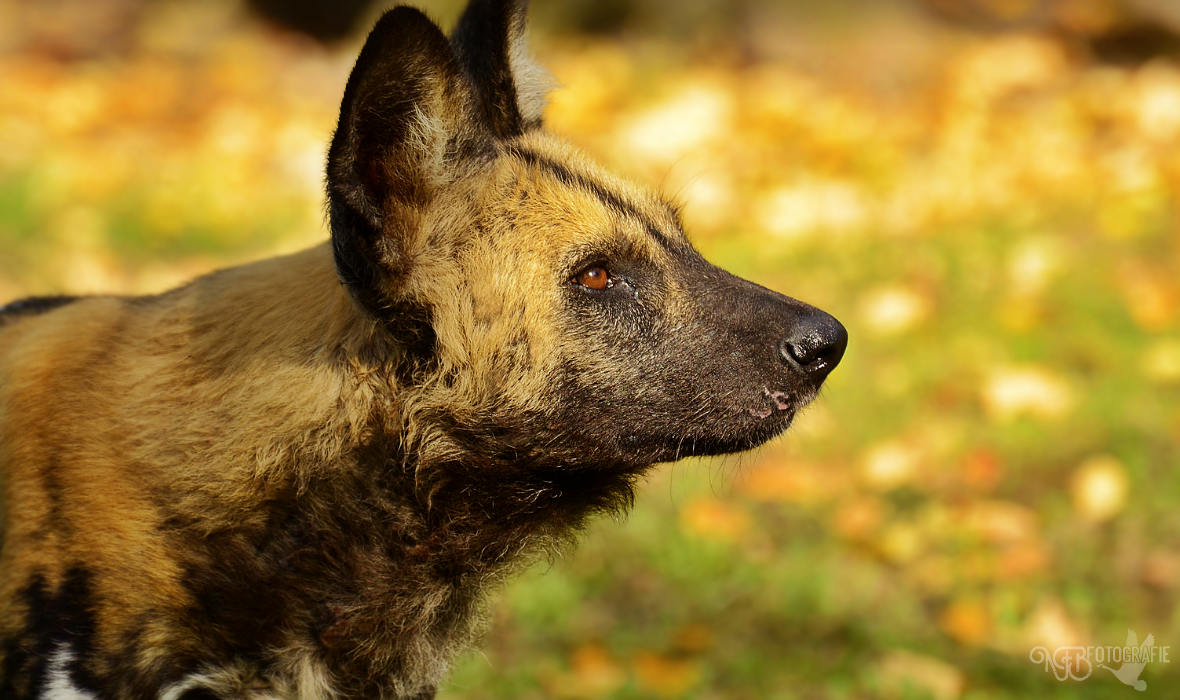 Spotlight - NFB-Fotografie by Egil21 on DeviantArt