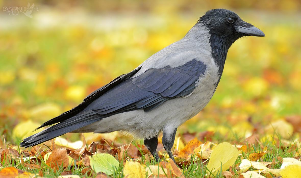 Spotlight - NFB-Fotografie by Egil21 on DeviantArt