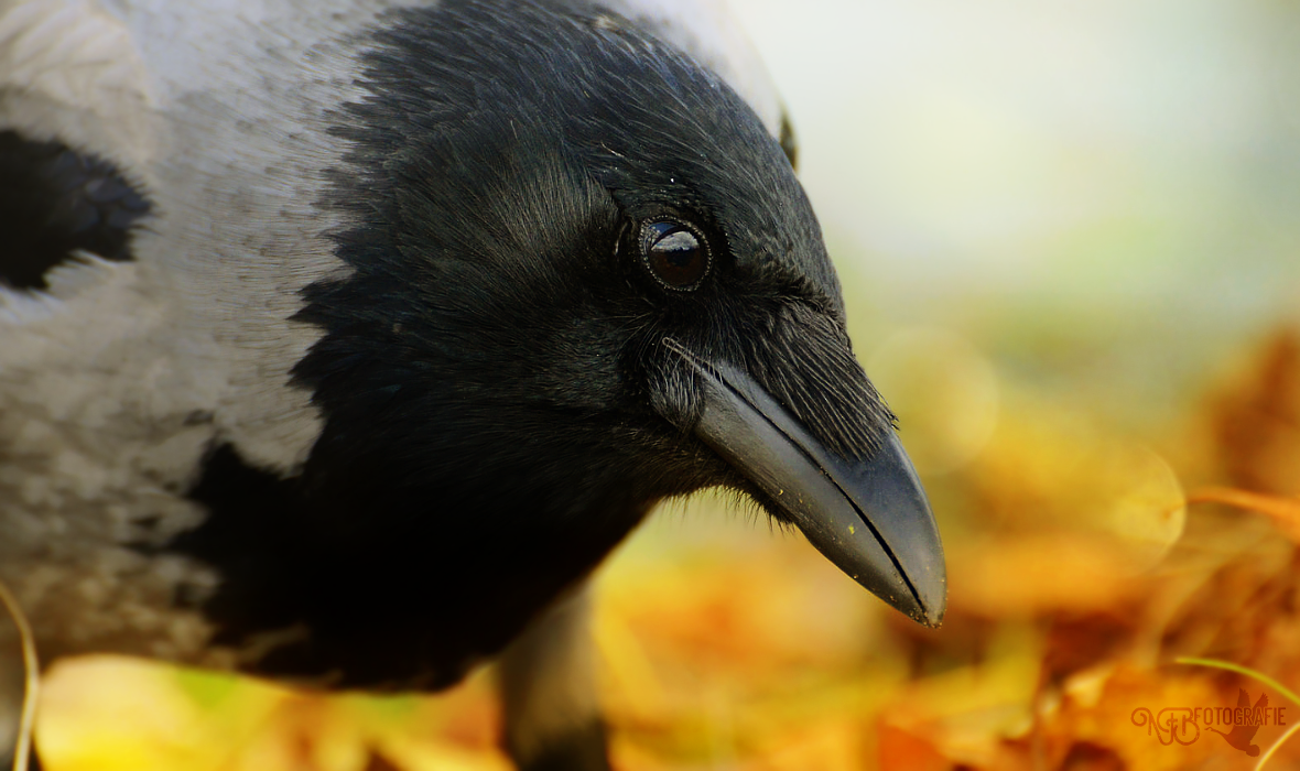 Spotlight - NFB-Fotografie by Egil21 on DeviantArt