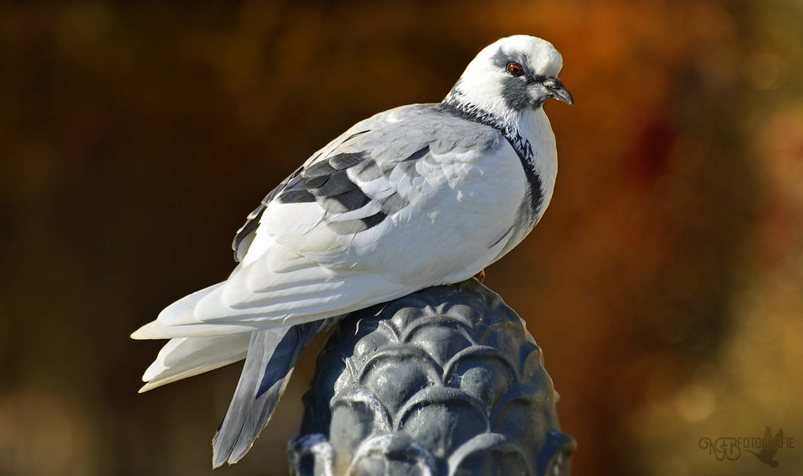 Pigeons - beauty