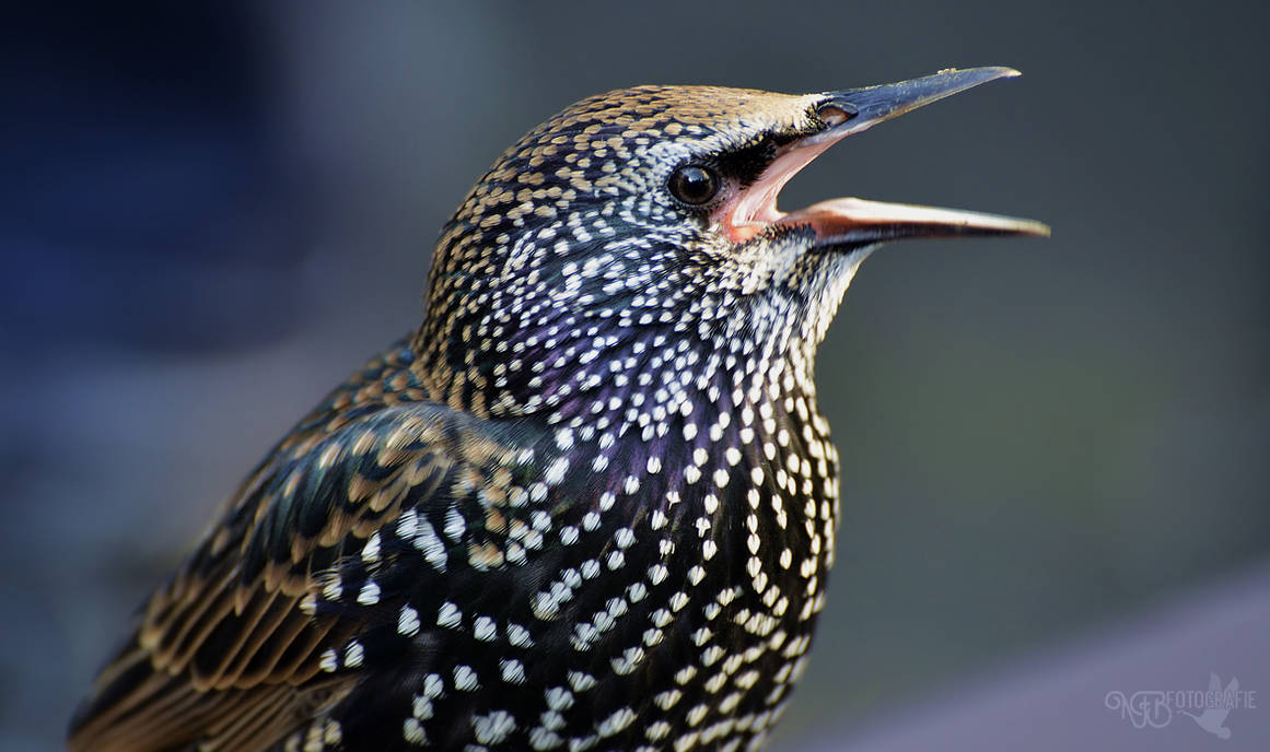 The singer by NFB-Fotografie on DeviantArt