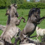 two Konik horses prancing