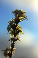 Blossoms Under the Sunlight