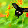 Blood-Red Butterfly