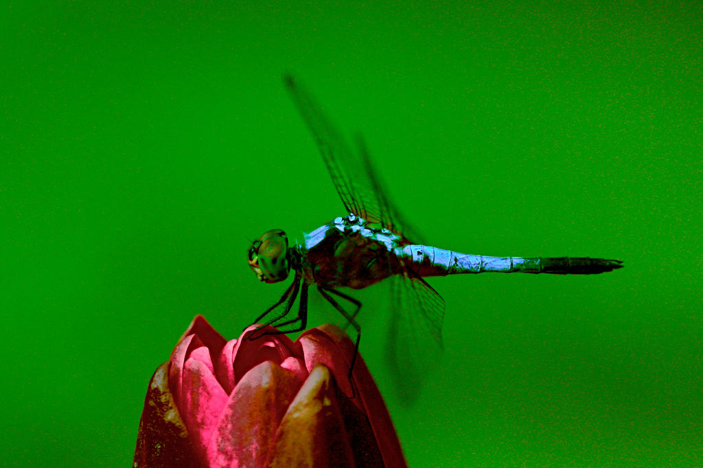 Same Dragonfly Another shot