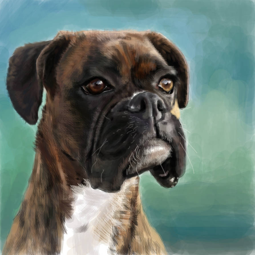 Boxer Dog by xXhayleyroxXx on DeviantArt
