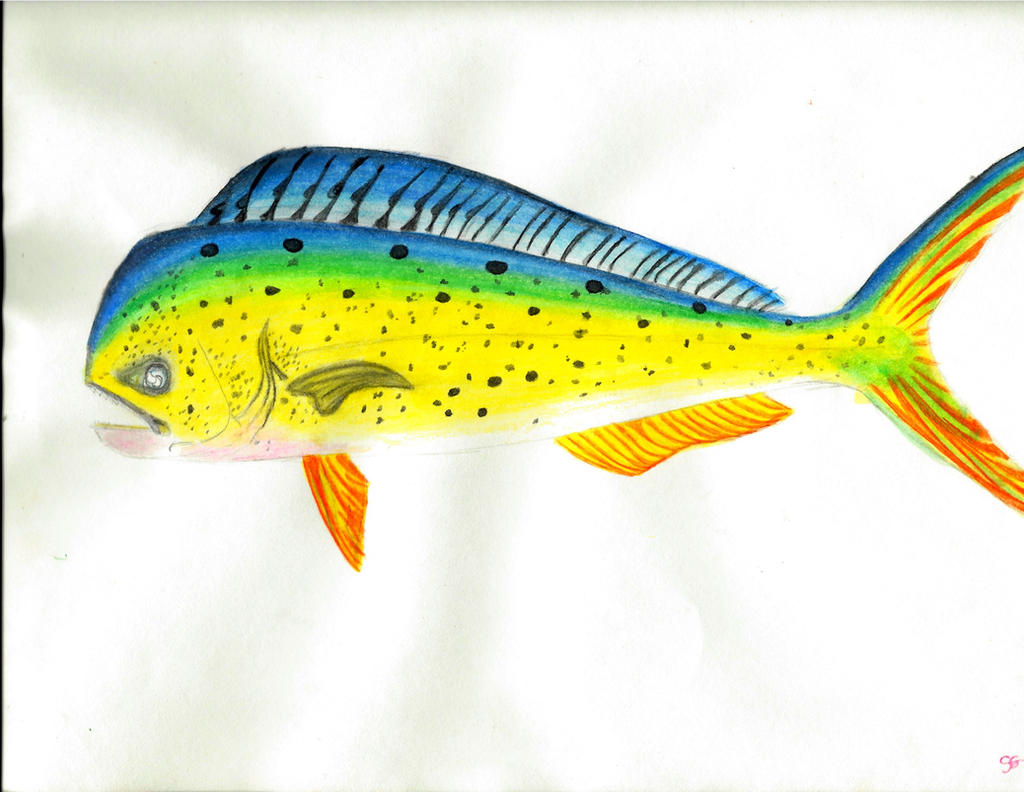 Mahi Mahi Watercolor