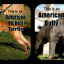 American Pit Bull Terrier and American Bully