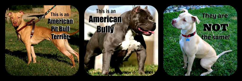 american pit bull terrier and american