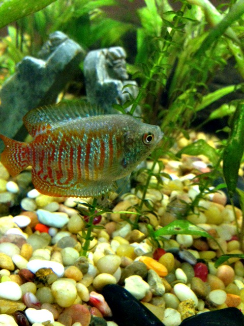 Dwarf Gourami