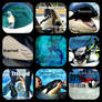 Captive Orcas are...
